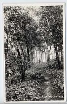 Postcard #93  Lake Bluff Birches